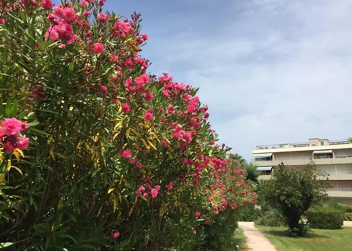 Brigitte Centre Tropez Parking Piscine Wifi Vue